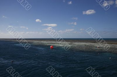 snorkeling at the great barrier reef