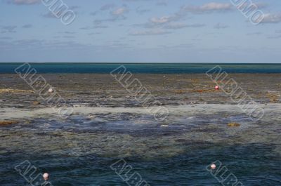 snorkeling at the great barrier reef