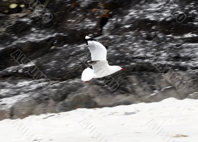 seagull in flight