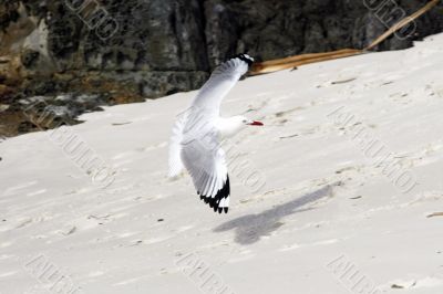 seagull in flight