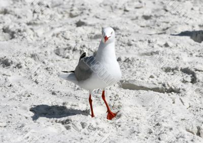 seagull in flight