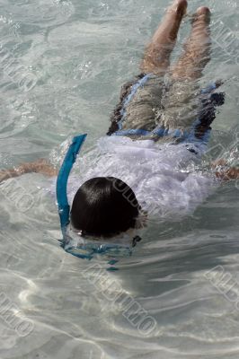 snorkeling at the great barrier reef