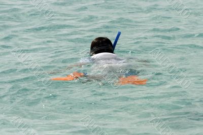 snorkeling at the great barrier reef