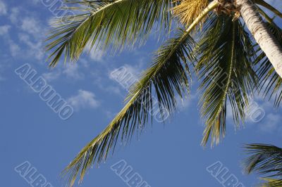 palm trees against blue sky