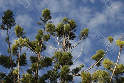 palm trees against blue sky