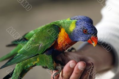 Rainbow lorikeet