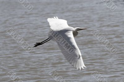 Ibis in flight