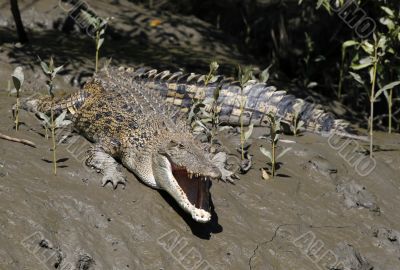 salt water crocodile