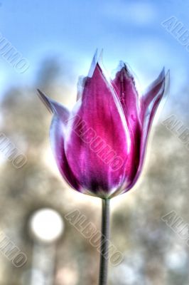 tulip