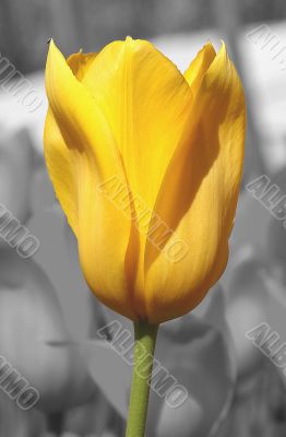 tulip