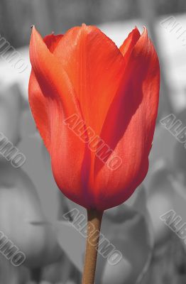 tulip