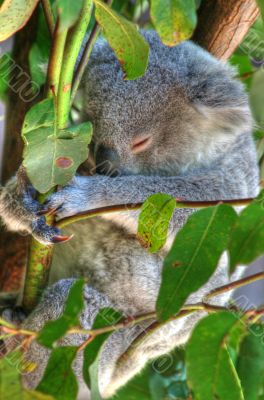 koala up a tree