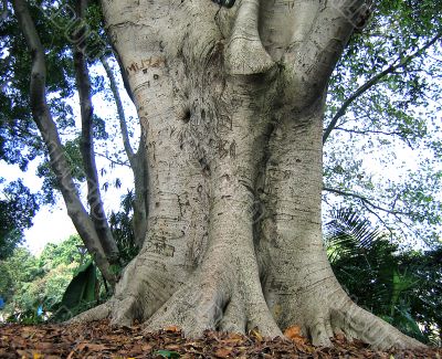 healthy tree