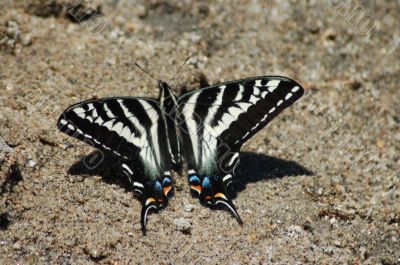 Colorful butterfly