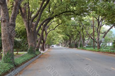 Canopy of Trees lining the road