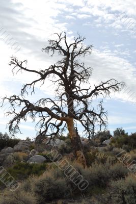 Isolated Dry Tree during fall