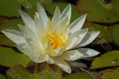 White Water Lily Flower Isolated