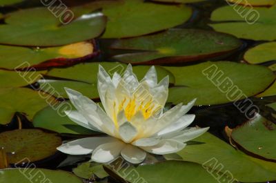 White Water Lily and Leaves