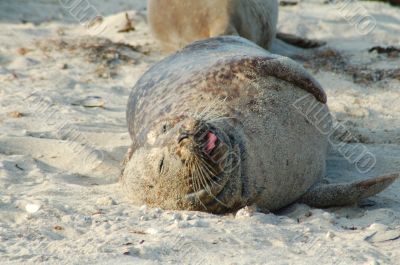 Sea Lion in sand