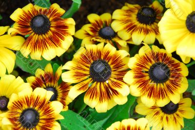 Flower Gaillardia  grandiflora