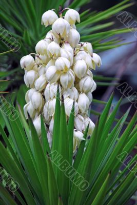 Yucca baccata Flower