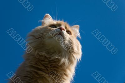 Cat_blue_sky