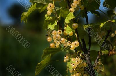 Currant_Bush_1