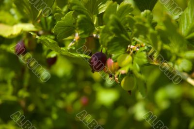 Gooseberry_bush