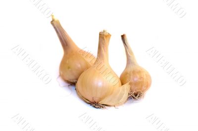 Onion_2