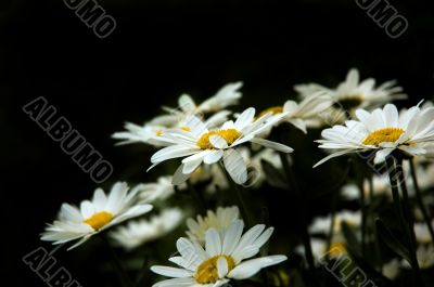 White_camomile_black