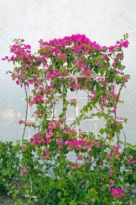 Trained Bougainvillea