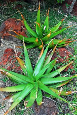 Aloe Succulents