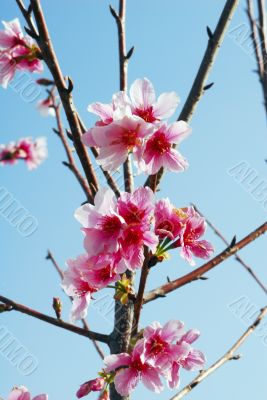 Cherry Flowers