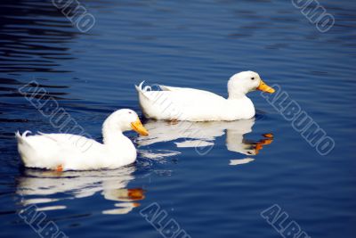 Snow Goose Pair