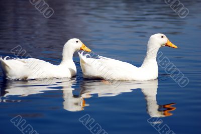 Snow Goose Couple