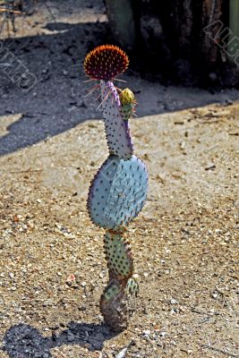 Cactus Growing pattern