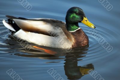 Mallard Duck Swimming