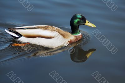 Mallard Duck Swimming in a pond