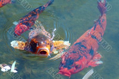 Koi Fishes