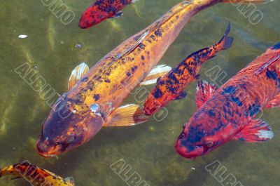 Colorful Koi