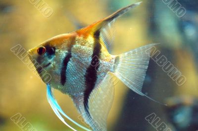 GoldFish in Aquarium