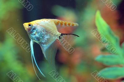 Fish swimming in Aquarium