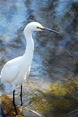 Crane Bird