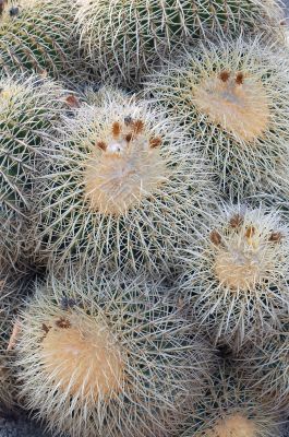 Cactus plants