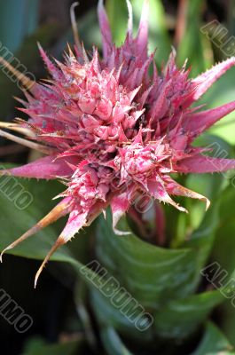 Bromeliads Flowering