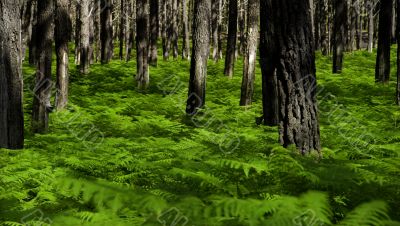 Green forest