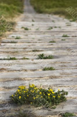 Wood path