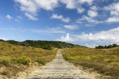 Wood path