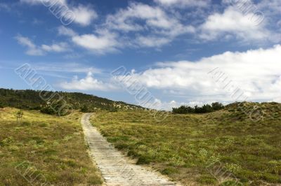 Wood path