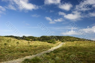 Wood path